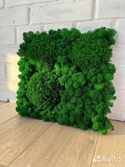 Панели из стабилизированного мха