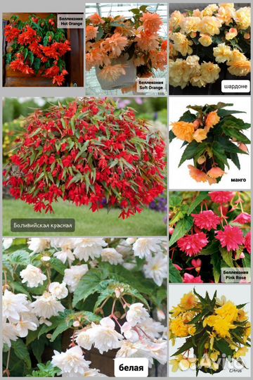 Бегонии после 18.09