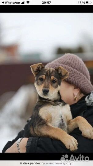 Щенок в добрые руки девочка