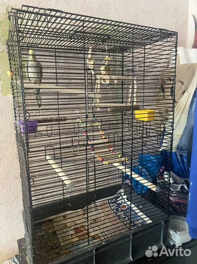 Попугаи (Корелла и Неразлучник)