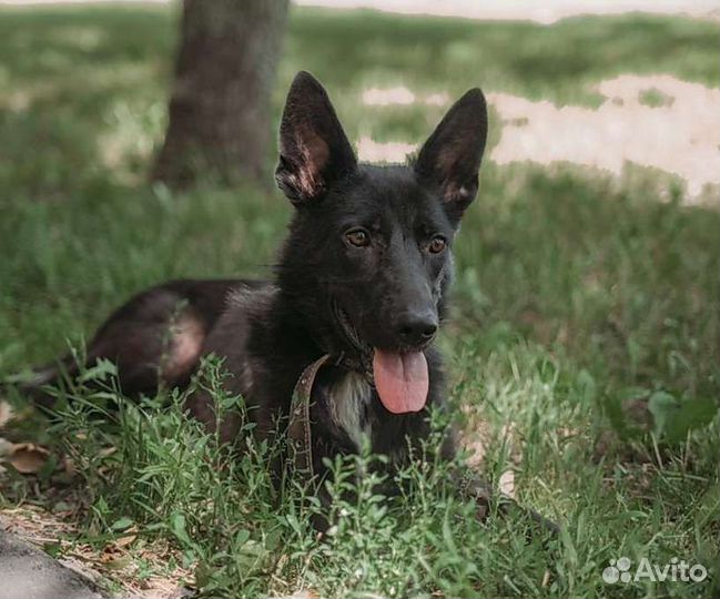 Немецкая чёрная овчарка, метис в добрые руки