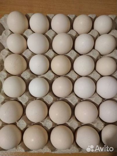 Инкубационное яйцо бройлера росс 308 венгрия