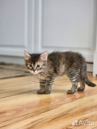 Котята от мышеловки