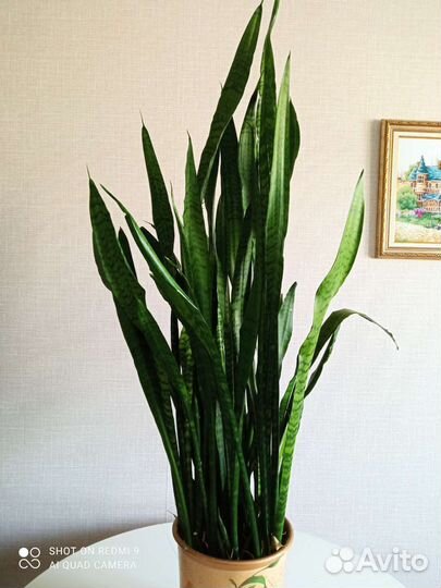 Комнатные цветы