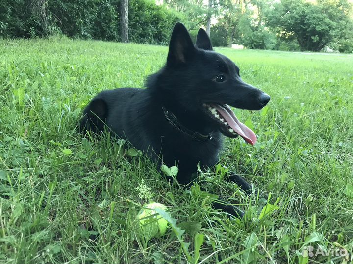 Шипперке (схипперке) вязка