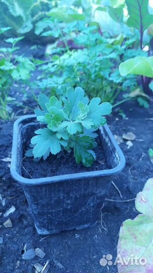 Хризантема мультифлора