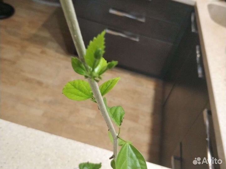 Гибискус Китайская роза Санрайз лососевая