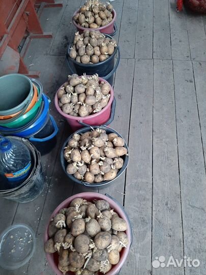 Продам картофель семенной