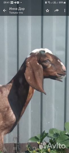 Англо нубийские козлик