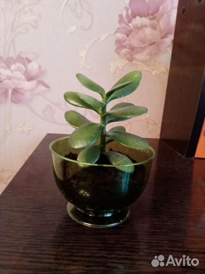 Денежное дерево