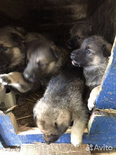 Продам щенят