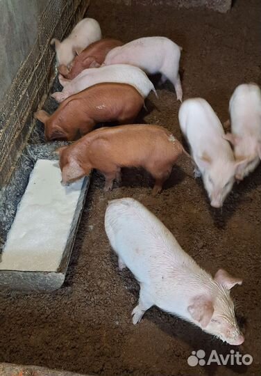 Поросята ландрас дюрок