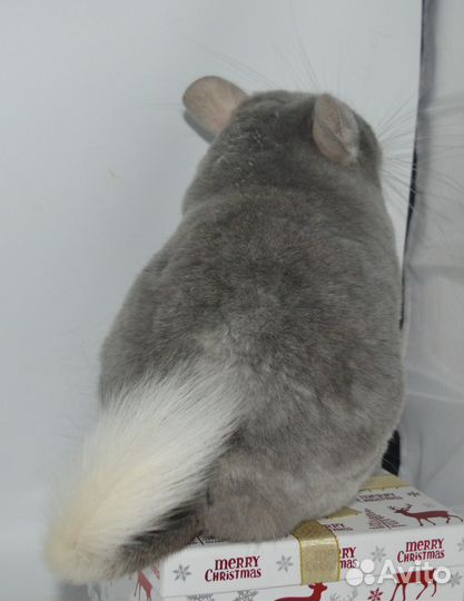 Шиншиллы самец гб и ссаженная бездетная пара