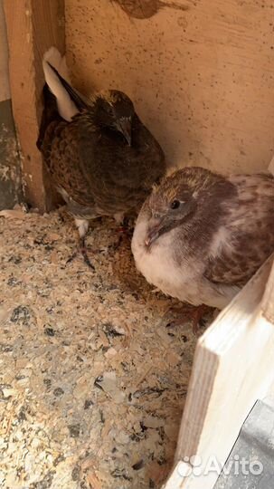 Николаевские голуби