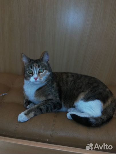 Кошка в дар бесплатно