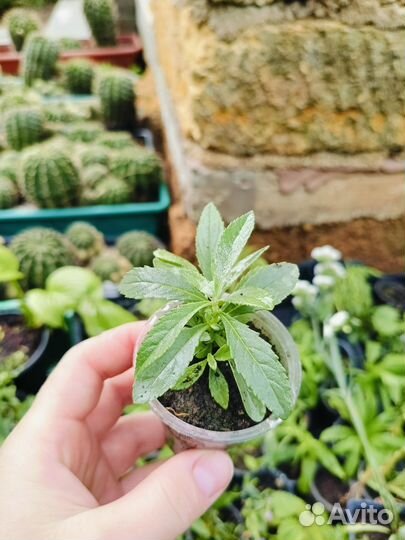 Буддлея Давида смесь окрасок