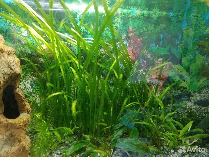 Аквариумные растения