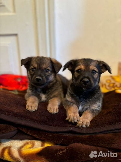 Собака в добрые руки отдам бесплатно