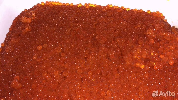 Икра красная 2023 год вылова