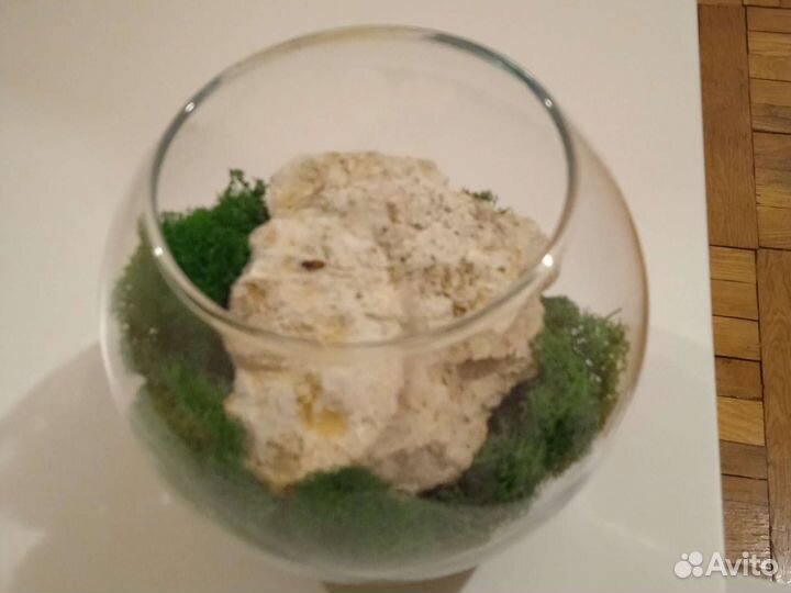 Стабилизированный мох. Декор для интерьера