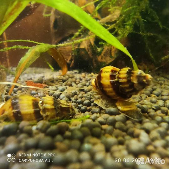 Хелены и петушки