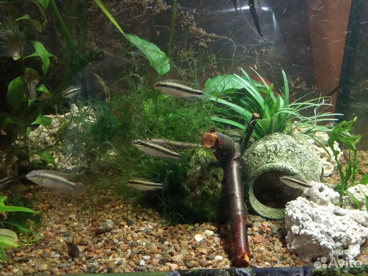 Аквариумные рыбки. Цихлиды.Карликовые цихлиды