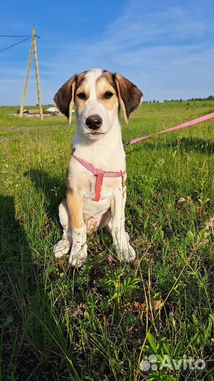 Щенки метисы