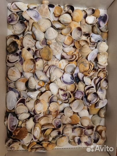 Морские ракушки и камни 1,6 кг