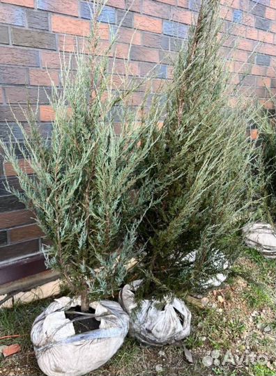 Можжевельник Блю Эрроу с бесплатной доставкой