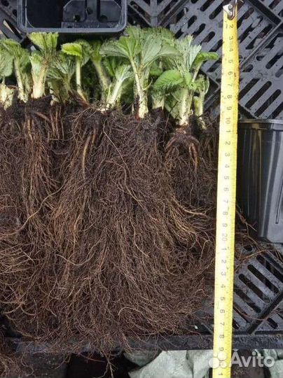 Саженцы клубники О, К, С