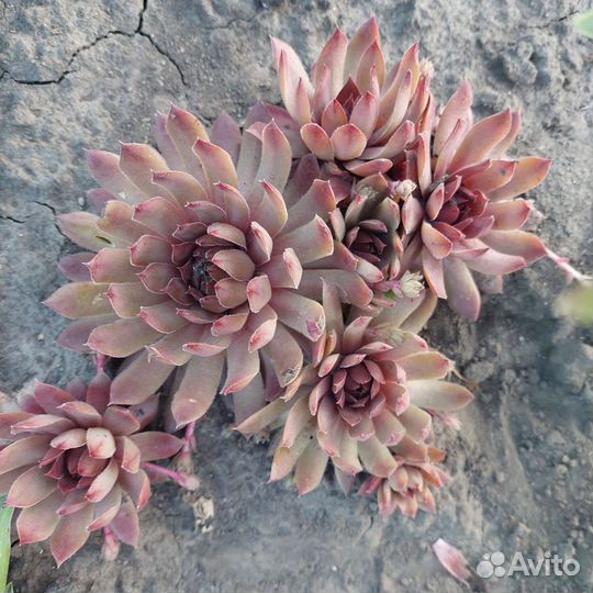 Молодило набор