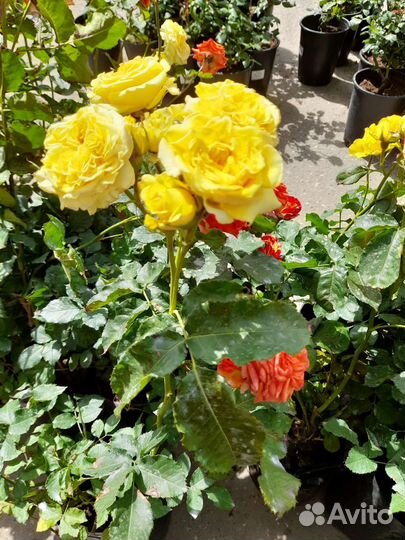 Розы чайные гибридные