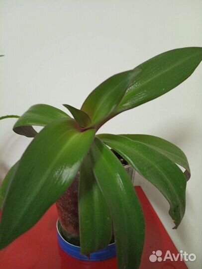 Продам цветы комнатные