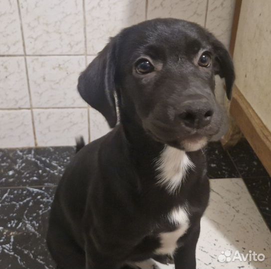 Щенок в добрые руки бесплатно