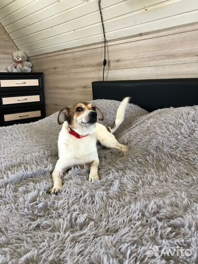 Маленькая собачка Мия 2 года ищет семью