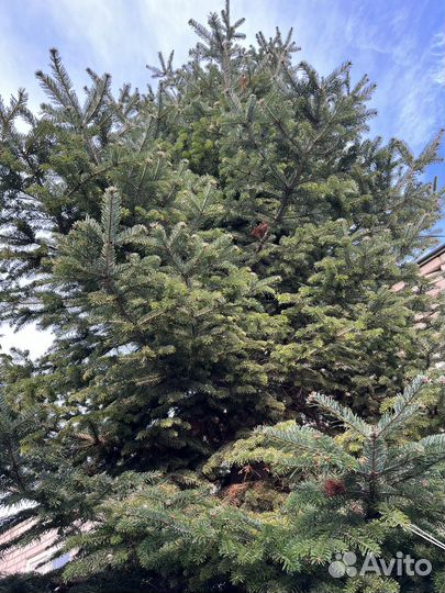 Ель живая