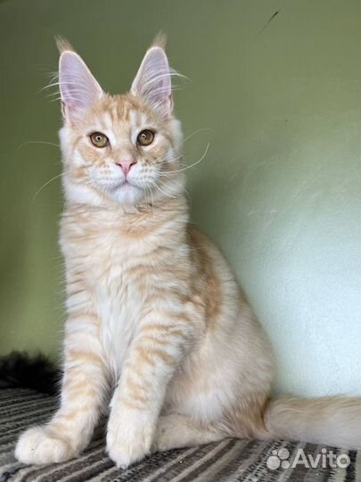 Мейн-кун красный