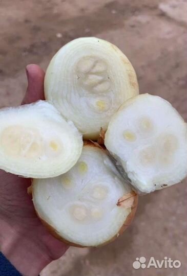 Лук на перо Каратал Стардаст Штутгарт 2023