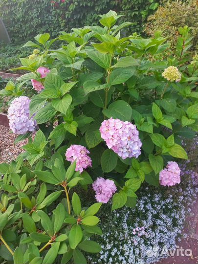 Гортензия крупнолистная