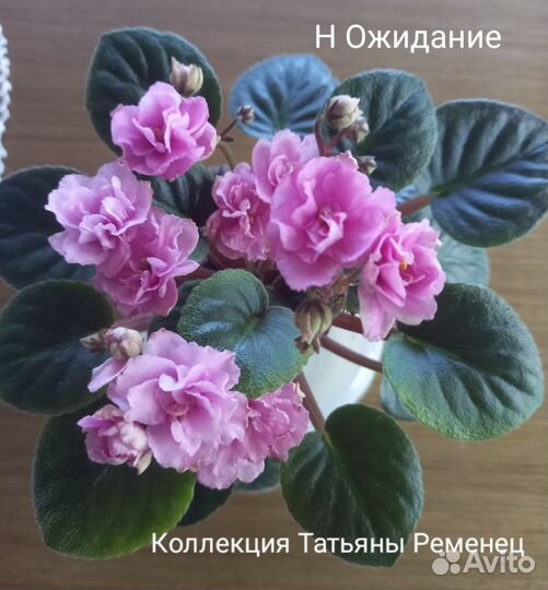 Детки сортовых фиалок мини