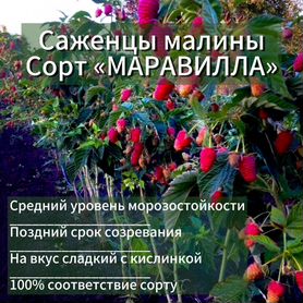 Саженцы Малины сорт Маравилла 100%