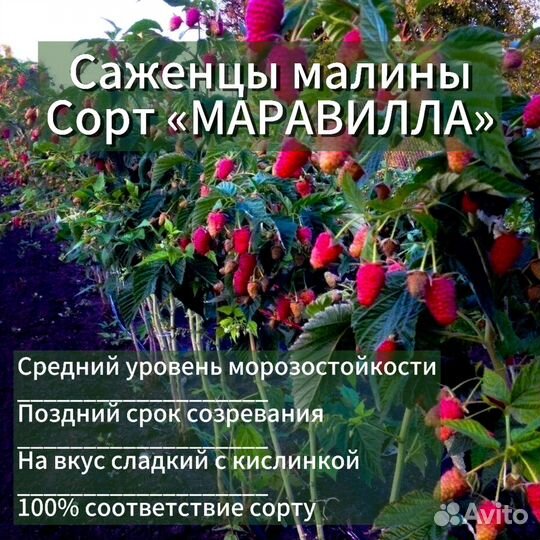 Саженцы Малины сорт Маравилла 100%