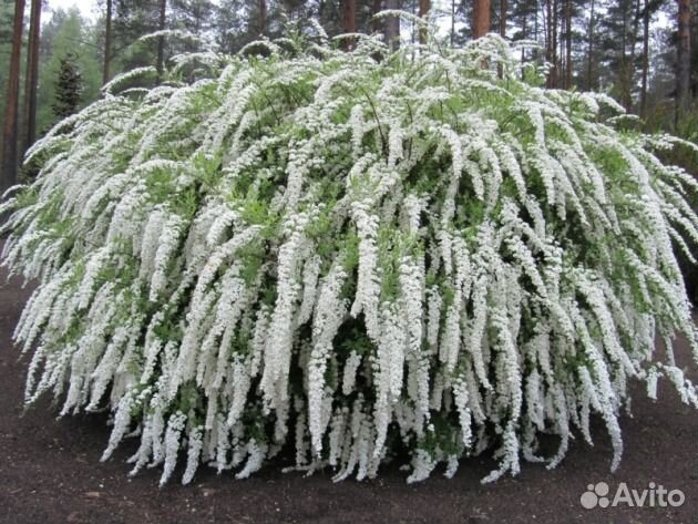 Спирея фонтан снежно белых цветов Грейфшейм