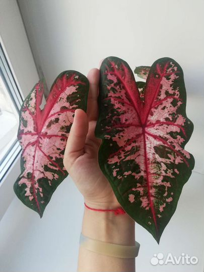 Каладиум Кэролин Уортон