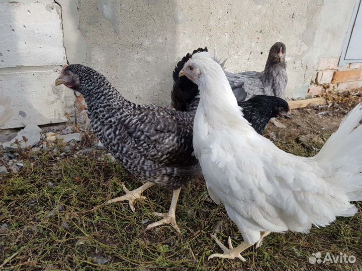 Куры,утки,гуси,бройлера