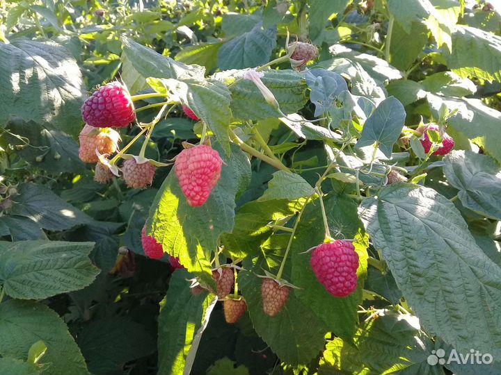 Малина ягоды