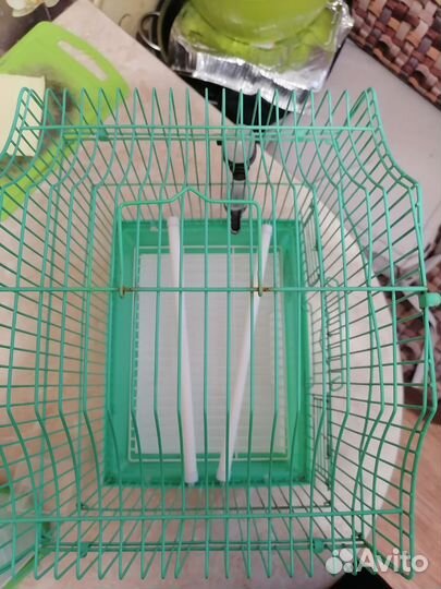 Волнистый попугай