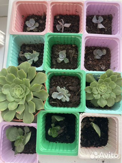 Суккуленты Эхеверия Полюкс, Эониум, Каланхоэ