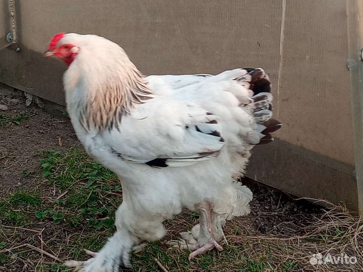 Брама. Семья Куры и петухи брама