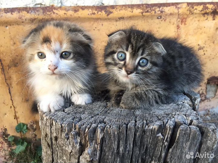 Котята в добрые руки